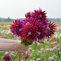 Dahlia Gerry Scott