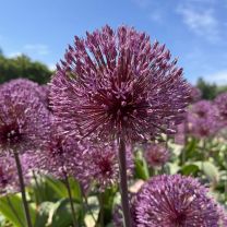 Allium Nevskianum pack of 10