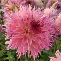 Dahlia Nenekazi