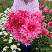 Dahlia Islander