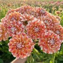 Dahlia Hapet Harmony