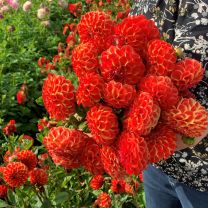 Dahlia Jescot Lingold