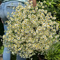 Tanacetum parthenium Campagne