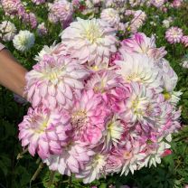 Dahlia Pink Petticoat