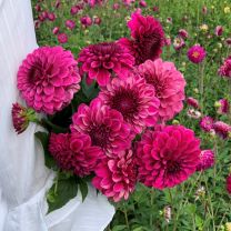 Dahlia Jowey Marilyn