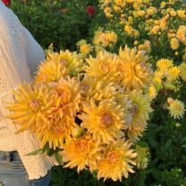 Dahlia Floyds