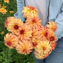Dahlia Irish Pinwheel