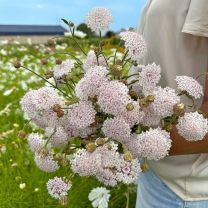 Didicus Lace Pink