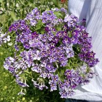 Phlox Sugar Stars