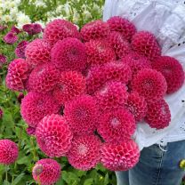 Dahlia Jowey Frambo