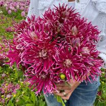 Dahlia Hollyhill Spiderwoman