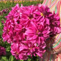 Dahlia Drama Queen