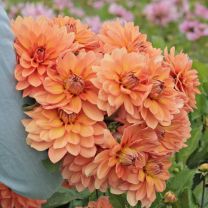 Dahlia Nicholas