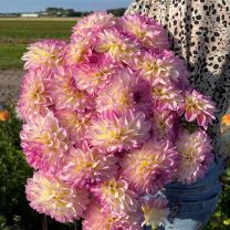 Dahlia El Paso