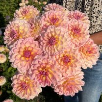 Dahlia Maya
