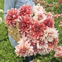 Dahlia Frost Nip
