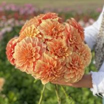Dahlia Garden Jubilee