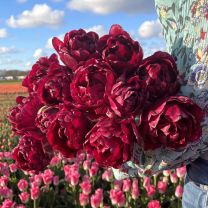 Tulip Jinan
