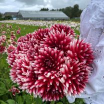 Dahlia Jowey Morris