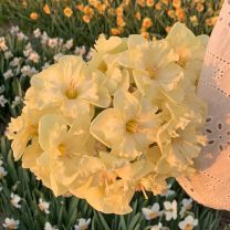 Daffodil Lemon Lake
