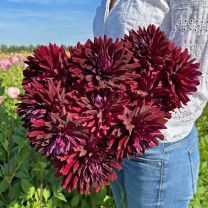 Dahlia Hollyhill Dark Beauty