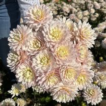 Dahlia Diana's Memory