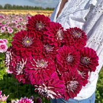Dahlia Embassy