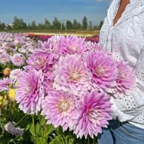 Dahlia Ferncliff Inspiration