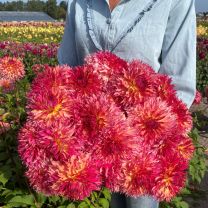 Dahlia Myrtle's Folly