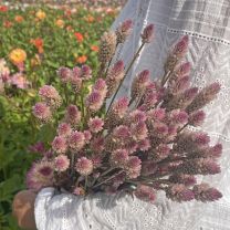 Celosia Xantippe