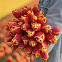 Red yellow tulips Rambo