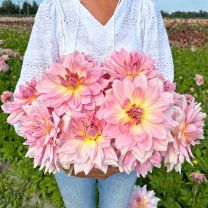 Dahlia Fairway Pilot