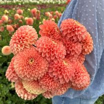Dahlia Jowey Linda