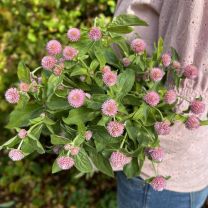 Gompherena pink