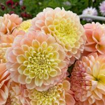 Dahlia Honey Dew