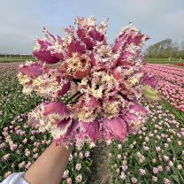 Tulip Crunchy Cummins