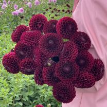 Dahlia Jowey Mirella