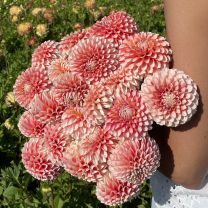 Dahlia Chimacum Luke