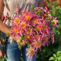 Dahlia Fancy Pants