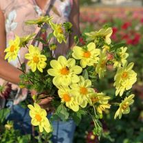 Dahlia Kelsey Sunshine