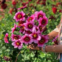 Dahlia Wishes N Dreams
