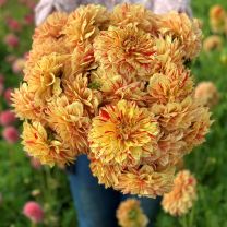 Dahlia Gloriosa