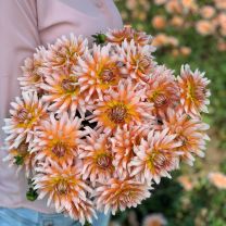 Dahlia Okapi's Sunset