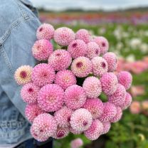 Dahlia Chimacum Davi