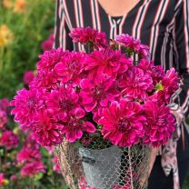Dahlia Cantiflora