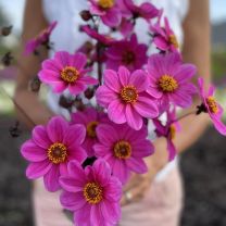 Dahlia HS Juliet