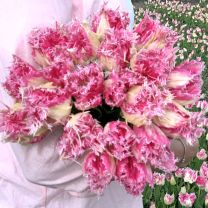Tulip Huis ten Bosch
