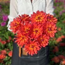 Dahlia Firepot