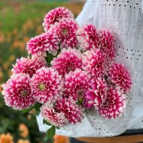 Dahlia Fuzzy Wuzzy