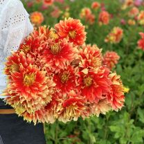 Dahlia Bodacious